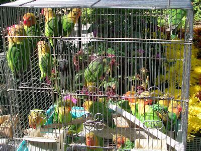 African Lovebirds Cages