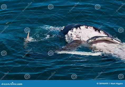 Shark eating whale stock image. Image of australia, endangered - 38998499