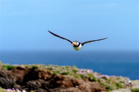 Premium Photo | Cute puffin bird flying