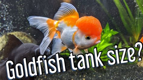 Goldfish tank size - what do they really need? - YouTube