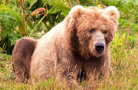 Kodiak Bear - Description, Habitat, Image, Diet, and Interesting Facts