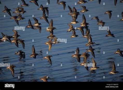 Shorebirds in flight, Spring migration Stock Photo - Alamy