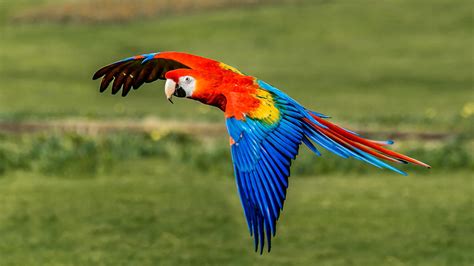 Scarlet Macaw Birds - Pet Profile of Scarlet Macaws