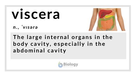 Viscera Definition and Examples - Biology Online Dictionary