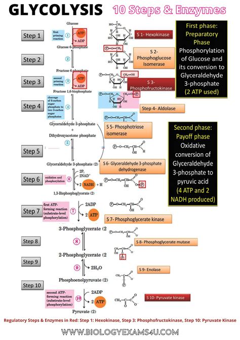 Glycolysis Worksheets