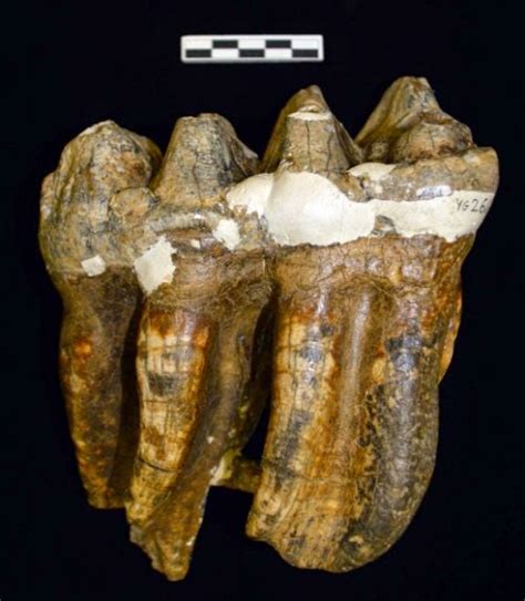 Sci/Why: Old Fossils, New Knowledge – and the Case of the Misplaced ...