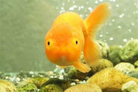 Lion head goldfish | Aquariadise