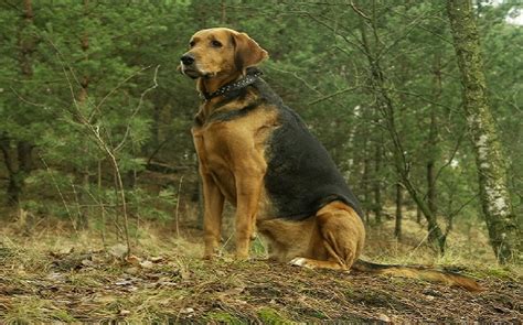 Plott Hound Temperament and Personality - Non Aggressive But Stubborn