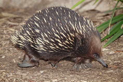 ENCYCLOPEDIA OF ANIMAL FACTS AND PICTURES: ECHIDNA