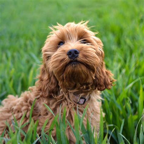 Cockapoo Puppies For Sale & Breeders In California