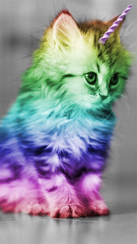 The only remaining unicat. | Cute baby animals, Unicorn cat, Baby animals