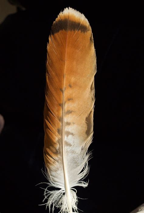 Tail feather of a Red Tailed Hawk | I was lucky enough to co… | Flickr