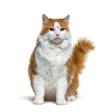 Premium Photo | Longhaired red and white crossbreed cat sitting ...