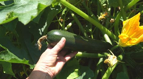 15 Mistakes to Avoid When Growing Zucchini This Season