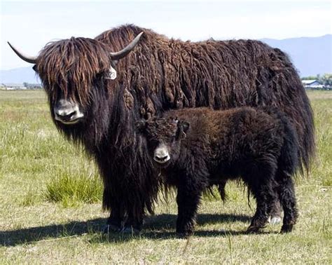 Wild Yaks Animals | Amazing Facts & Latest Pictures | All Wildlife ...