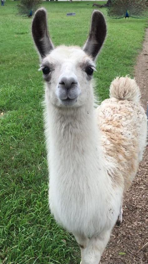 A Whole ‘Llama’ Fun: Alpacas And Llamas As Pets | VMBS News