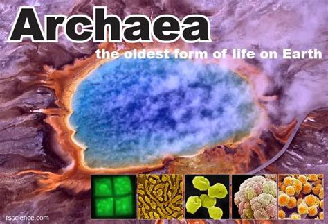 Archaea - Definition, Structure, Types & Extremophile Habitats - Rs ...