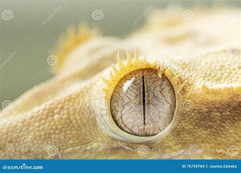 Crested gecko s eye stock photo. Image of ciliatus, dragon - 76734764