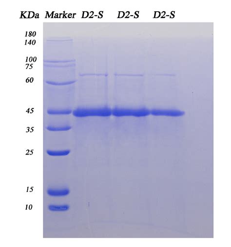 Identification and SDS-PAGE analysis of the purified protein. The ...