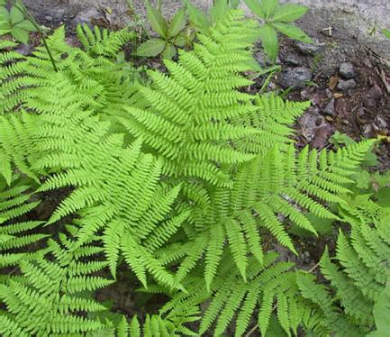 Deciduous Forest - Biomes of the Biosphere