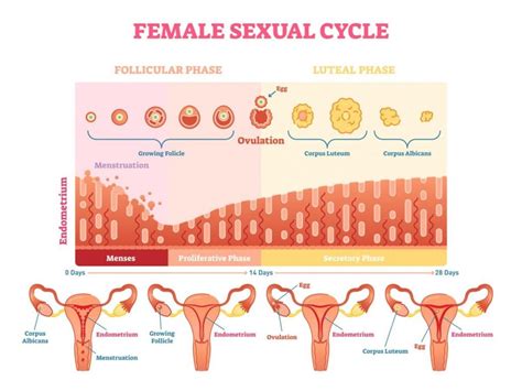 All About the Female Reproductive System - Facty Health