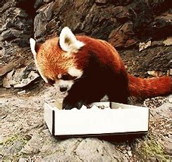 Red Pandas Are My Fave GIF - Yes Love Food - Discover & Share GIFs