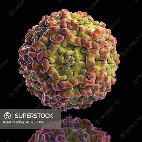 Structure of Human Parvovirus B19 (PDB 1S58). B19 virus causes a ...