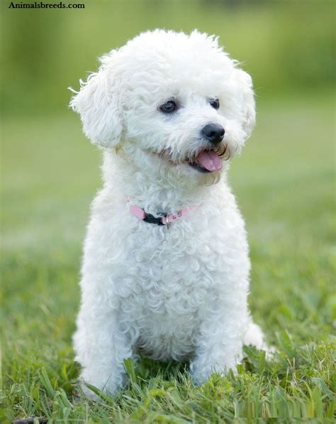 Bichon Frise - Puppies, Rescue, Pictures, Information, Temperament ...