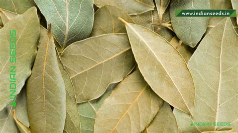 What is Bay Leaf? Bay Leaf Benefits - Indian Seeds