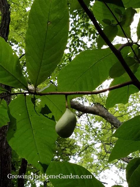 List of Pawpaw Tree Varieties (Asimina triloba) - Growing The Home Garden