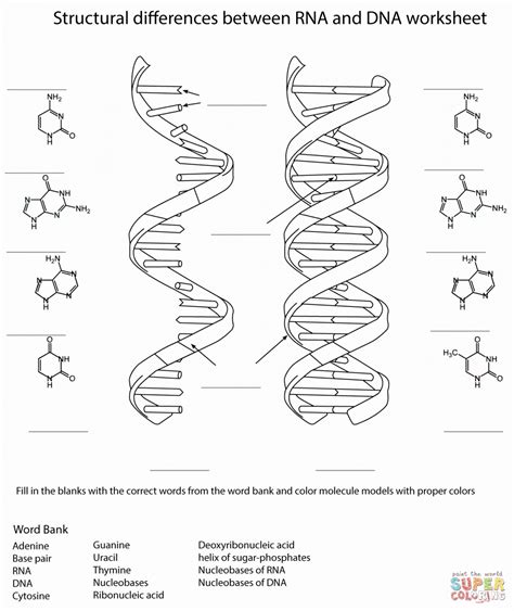 Dna Replication Drawing at GetDrawings | Free download