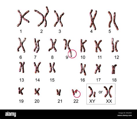 Male Chromosome Symbol