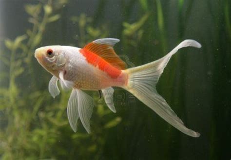 saras comet goldfish | Comet goldfish, Pet goldfish, Goldfish