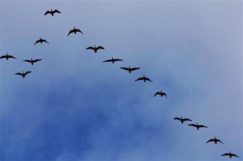 Canada Geese Flying In Formation by Martin Child