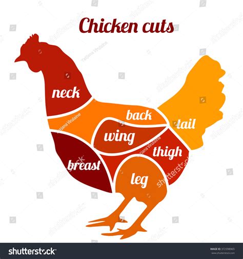 Chicken Cuts Vector Illustration Chicken Meat Stock Vector 372398965 ...