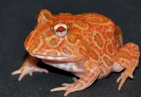 Pacman frogs for sale online baby pacman frog for sale horned frogs for ...