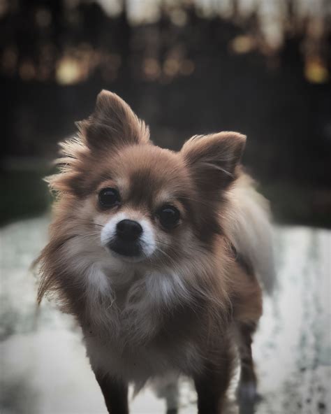 Pics Of Pomeranian Chihuahua Mix