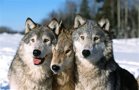 family-of-three-wolves | Wolf dog, Cute animals, Animals