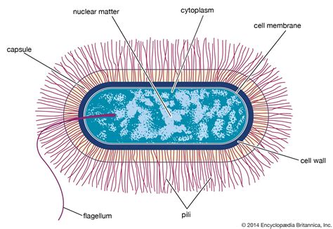 Bacillus | bacterial shape | Britannica