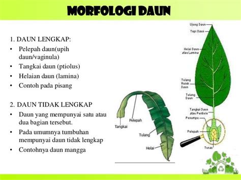 43+ Gambar Sel Daun Mangga