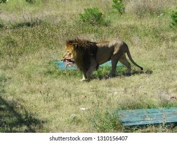 108 Lion Walking Eating Grass Stock Photos, Images & Photography ...