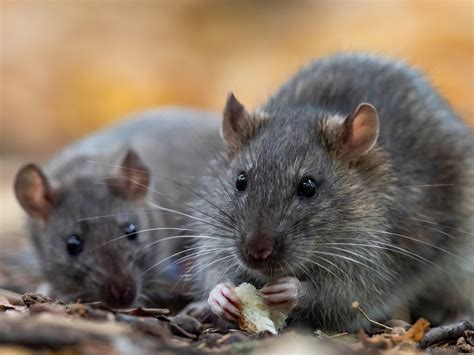 The brown rat (Rattus norvegicus) close up. | AnimalKind