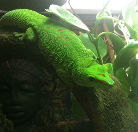 Madagascar Giant Day Gecko Facts and Pictures