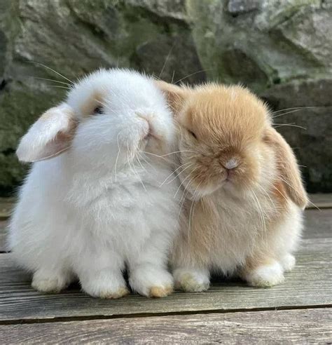 ً on Twitter: "bunnies in love https://t.co/ebuMUGCxET" / Twitter