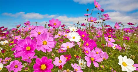 25 of the Best Cosmos Flower Cultivars | Gardener’s Path