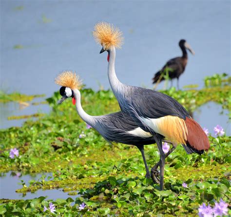 Crested Cranes, Uganda | National Bird | Rod Waddington | Flickr