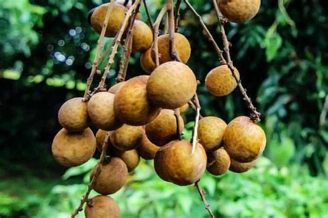 5 Longan Fruit Health Benefits and 2 Big Drawbacks – Superfoodly