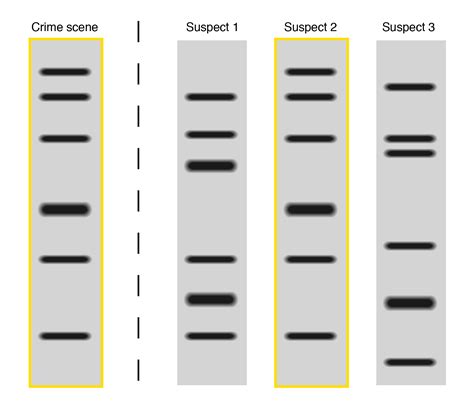 DNA fingerprinting as a tool for social justice – The Pipettepen