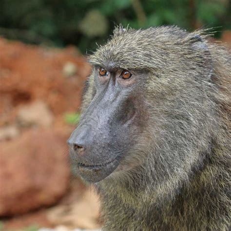 Olive Baboon Facts, Pictures & In-Depth Information