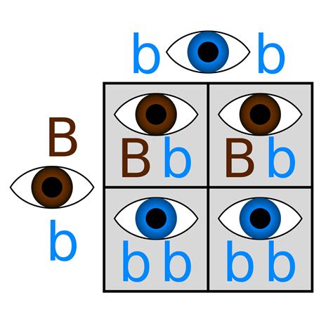 analyzing eye color genetics chart and what you need to know - genetic ...